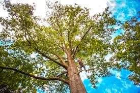 Best Seasonal Cleanup (Spring/Fall)  in Millbrook, NY