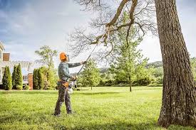 Best Tree Trimming and Pruning  in Millbrook, NY