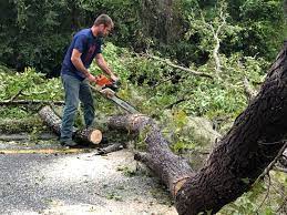 Best Stump Grinding and Removal  in Millbrook, NY