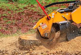 Best Tree Removal  in Millbrook, NY