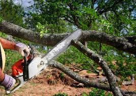 Best Mulching Services  in Millbrook, NY