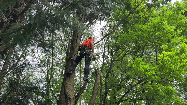 Best Tree Removal  in Millbrook, NY