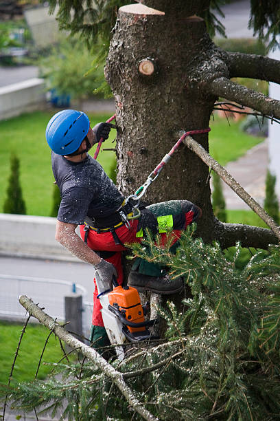 Best Tree Disease Treatment  in Millbrook, NY