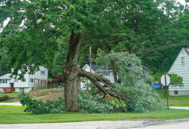 Best Emergency Tree Removal  in Millbrook, NY