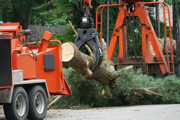 Reliable Millbrook, NY Tree Removal Solutions