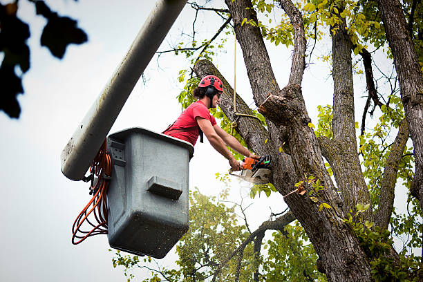 Best Tree Health Inspection  in Millbrook, NY